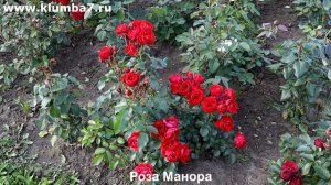 НОВИНКИ РОЗ: Результат превзошёл все ожидания! Невероятный старт, море цветов и никаких проблем.