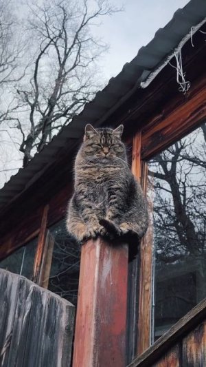 Кот философ