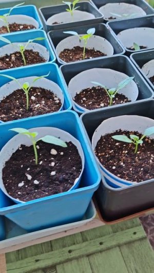 Моя рассада перцев на 19.03.26 г