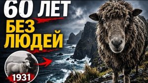 60 лет без людей: как овцы выжили на самом суровом острове Земли