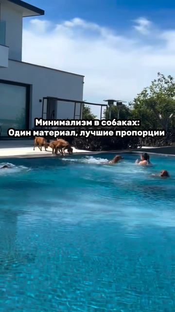 Примеры минимализма из природы: собаки 🐕
