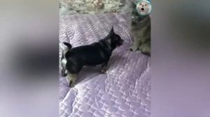БЕССТЫЖИЕ_ЖИВОТНЫЕ_КОТОРЫЕ_ПЕРЕШЛИ_ВСЕ_ГРАНИЦЫ😈_СМЕШНЫЕ_КОТЫ,_КОШКИ