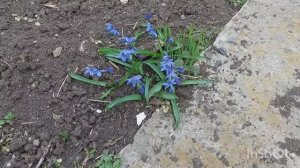 Заказала брус для теплицы / Посадила редис / Не могу зайти на дачу, сламала ключ/