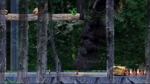 Трейлер Obey the Insect God (дата релиза)