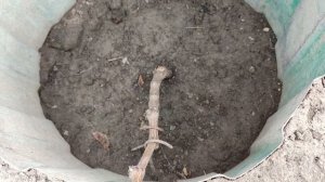 КАК Я ОБРЕЗАЛ И УКРЫЛ СВОЙ НОВЫЙ ВИНОГРАДНИК!!!🍇🍇🍇 Telegram, WhatsApp, Vlber и MAX +79528500417.