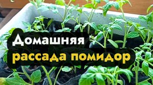 Лучшая рассада помидор в домашних условиях - как правильно дома вырастить рассаду помиодов