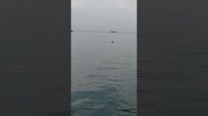 Дельфины в порт зашли .Ялта
