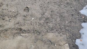 Покажу вам как обстоят дела с клумбой 19-03-2026