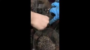 Садим Огурцы (часть 2)