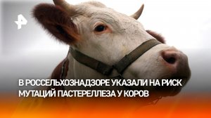 Коров уничтожают сотнями: пастереллез накрыл домашний скот сразу в десяти регионах России