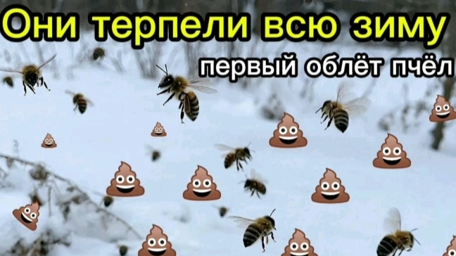 Первый облёт пчёл