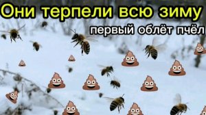 Первый облёт пчёл