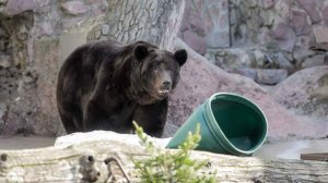 В Московском зоопарке медведи вышли из зимней спячки