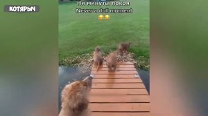 МЕНЯЮ_КАСТРЮЛЮ_НА_СУП_С_КРЕВЕТКАМИ!_СМЕШНЫЕ_ЖИВОТНЫЕ😂