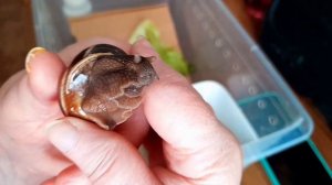 19.03.26г/мои 🐌 🐌 УЛИТКИ!!!