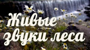 🌼 RELAX I ЛЕСНОЙ ПОКОЙ И ШУМ ВОДОПАДА — МУЗЫКА ДЛЯ ОТДЫХА, СНА И ВОССТАНОВЛЕНИЯ ЭНЕРГИИ