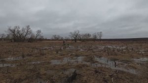 ОХОТА НА СЕЛЕЗНЯ В САРАТОВСКОЙ ОБЛАСТИ