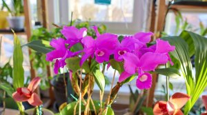 Cattleya skinneri “Heiti Jacobs”