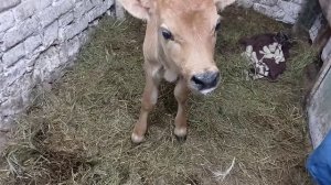 Первый сыр в этом сезоне