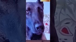 VID_20260319_175940.mp4