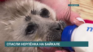 Нерпёнка спасли на Байкале