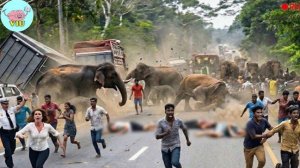 50 самых невероятных нападений животных попавших на видео.