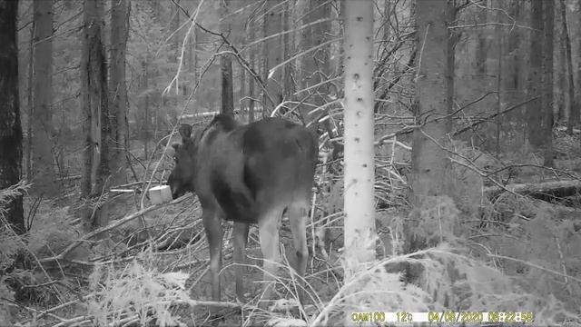 What Does Wild Moose Eat|Elk Eat Aspen In The Forest