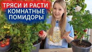 Как вырастить помидоры на окне. Самый удачный сорт комнатных томатов - Бамбини!