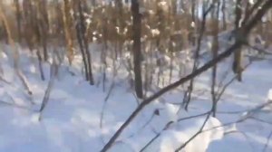 похищенный для леса ЧАСТЬ 15