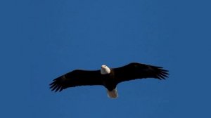 Написано ИИ. Слова А.С. Пушкина (''Узник'')