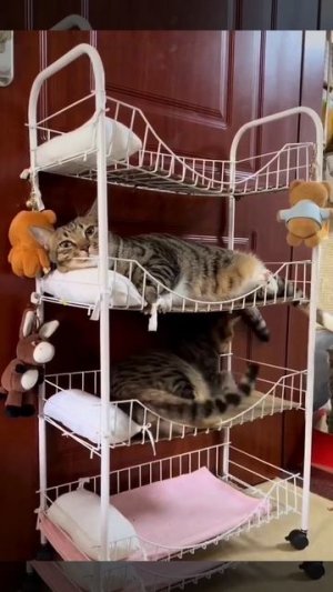 Котунальная квартира