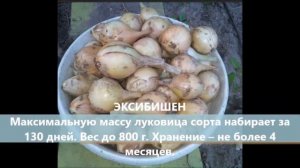 КАК САЖАТЬ ЛУК СЕВОК. Канал "Огород с нуля с Валентиной"