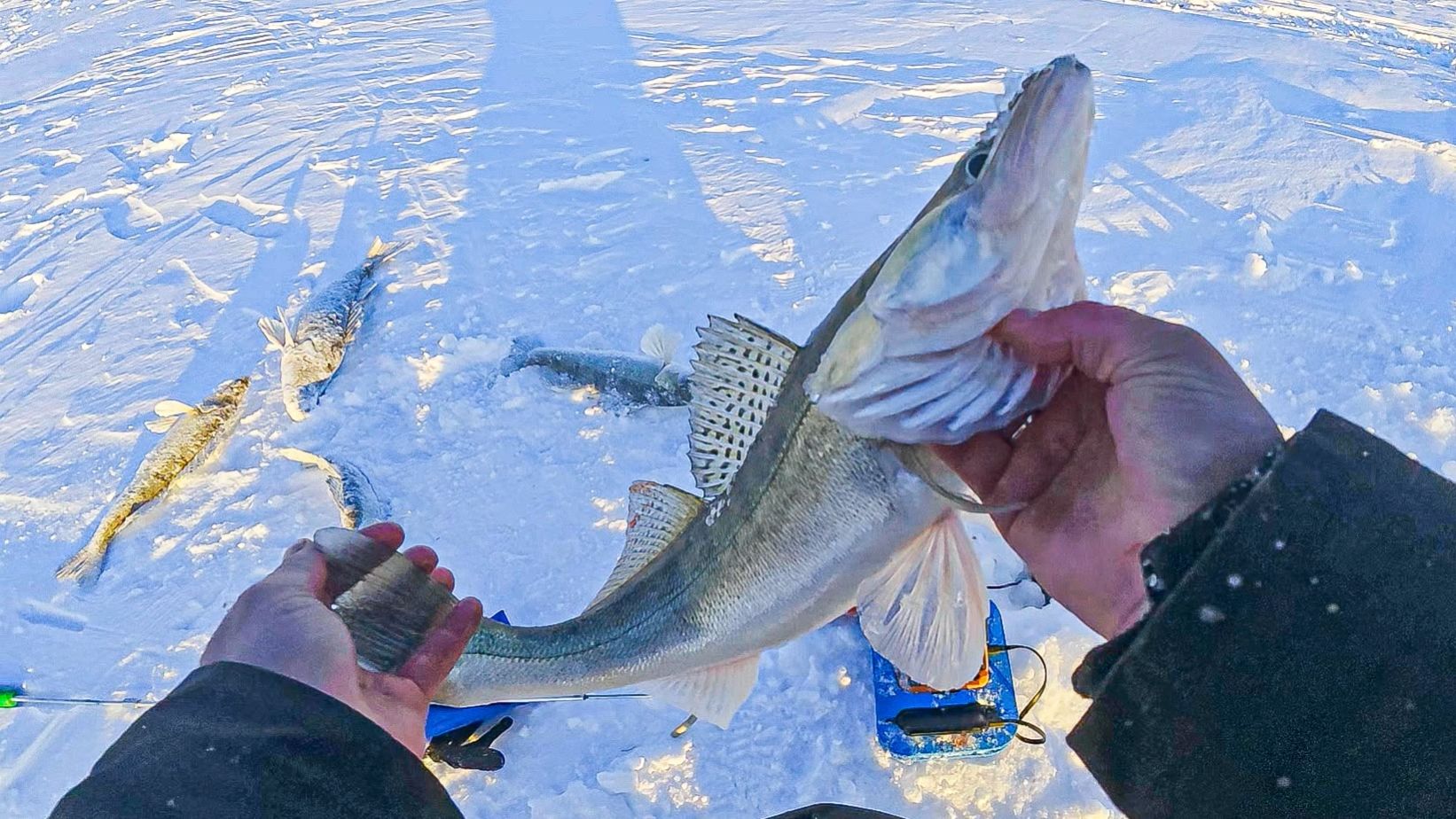 РЫБАЛКА МЕЧТЫ! ТРОФЕЙНЫЕ СУДАКИ ЖИРУЮТ НА МЕЛКОВОДЬЕ! Лучшая рыбалка сезона по судаку. Рыбалка 2026