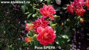 Розы, цветение, лето  ! Питомник Клумба7Роза Матиус Клаудиус, роза Брера, роза Кредит Матюэль.