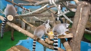 Семейство лемуров дружно обедают 05.03.2026