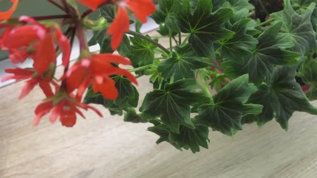 О результатах укоренения черенков в минераловатных пробках