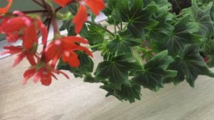 О результатах укоренения черенков в минераловатных пробках