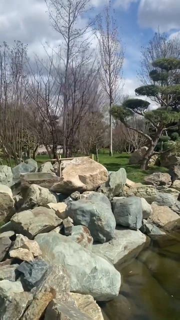 Японский сад ❤️в Краснодаре! #японскийсад #respect #стадионкраснодар #паркгалицкого #shorts