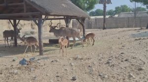 Арабские Эмираты, Шарджа. Самая весёлая экскурсия для тетей и взрослых Сафари-ЗОО.