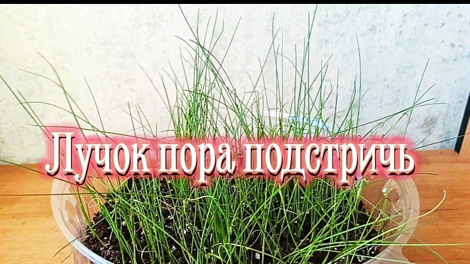 Стрижка и прореживание рассады лука.