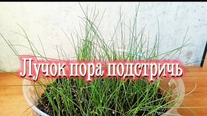 Стрижка и прореживание рассады лука.