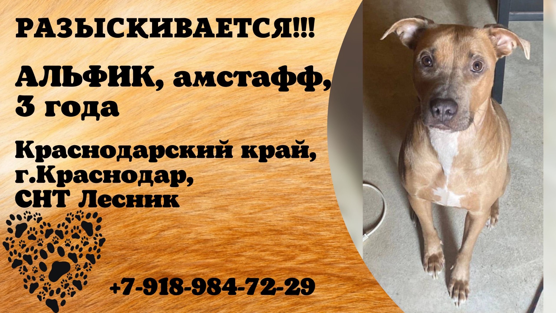 Пропала собака! АЛЬФИК, амстафф, 3 года. Краснодарский край, г.Краснодар.
