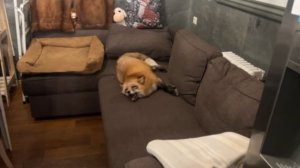 Лиса-Алиса. Вечернее веселье собак и уставшая лиса