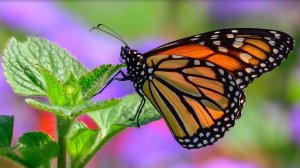 Тайны 6 континентов: Как бабочка появляется из гусеницы? ✨ С добрым утром, малыши! (2023) №36047