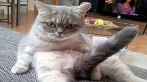 СМЕШНЫЕ КОТЫ 2026 ЛУЧШИЕ ПРИКОЛЫ С КОТАМИ, КОШКИ, ЖИВОТНЫЕ, СМЕШНОЕ ВИДЕО