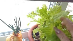 19 МАРТА 2026 г. ОГОРОД НА ПОДОКОННИКЕ. ОБЕД ЗА 10 МИНУТ.