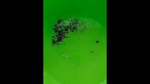 Сомикам уже полмесяца 19/03/2026