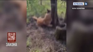 Полиция Тимашевского района начала проверку после жестокого убийства собаки