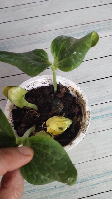 Штирийская тыква. Посадила семена.