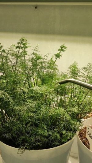 Подкормка рассады за 2 рубля!